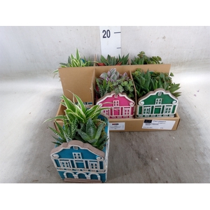 Arr.   Kamerplant Groen L%