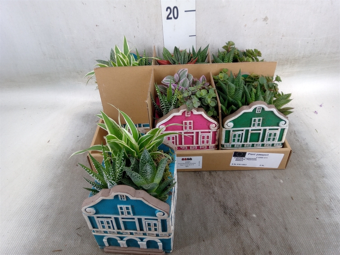<h4>Arr.   Kamerplant Groen L%</h4>