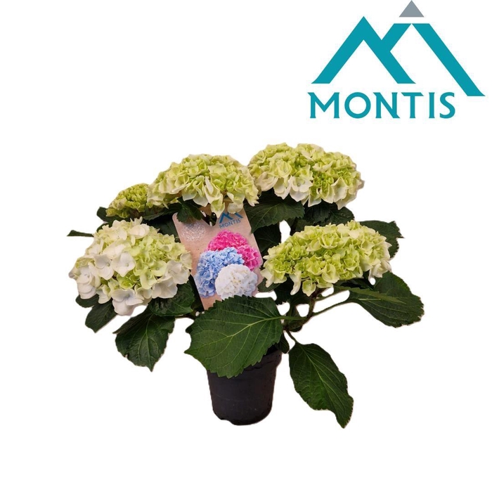 <h4>Hydrangea Crystal Palace 15 cm 7+</h4>