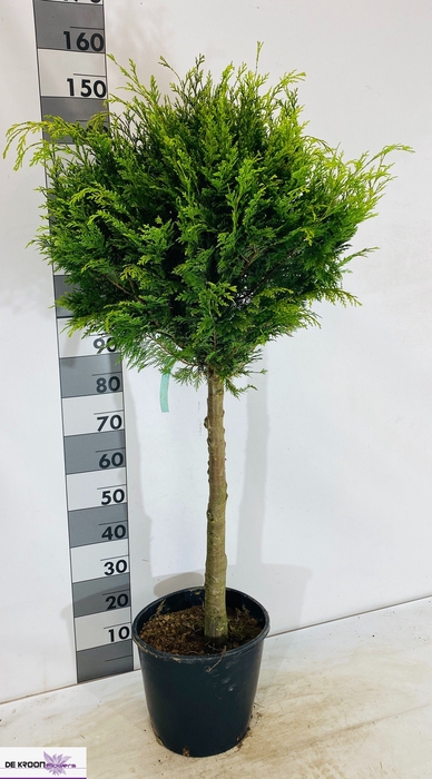 <h4>CHAM L STARDUST</h4>