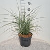 Miscanthus sinensis