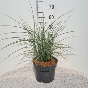 Miscanthus sinensis