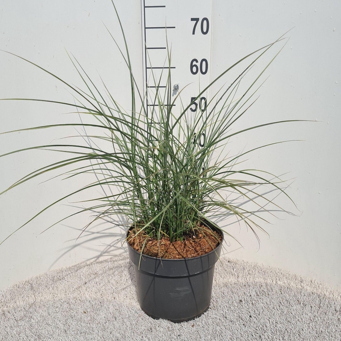 Miscanthus sinensis