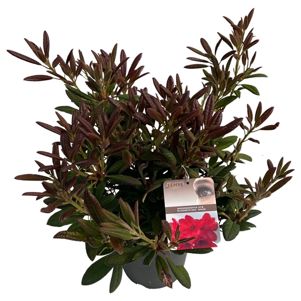 <h4>Rhododendron hyb. 'Elizabeth Red' sense</h4>