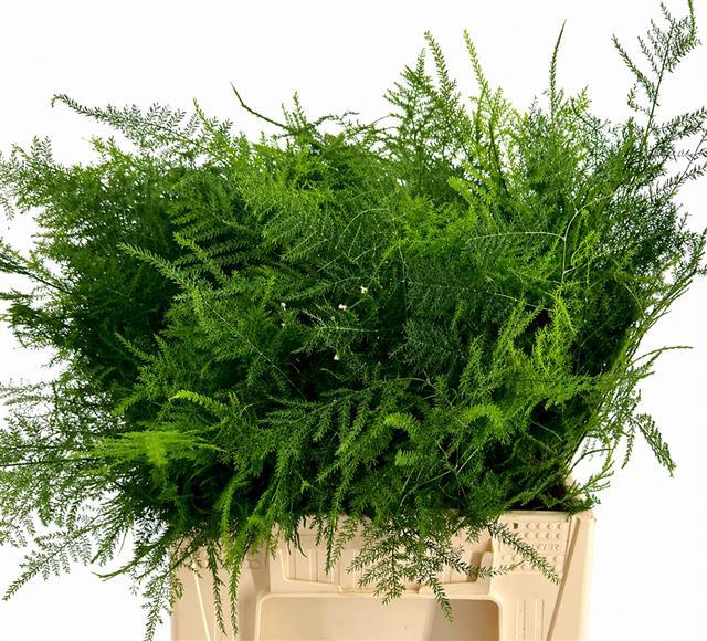 <h4>Asparagus Plumoses Spuntone</h4>