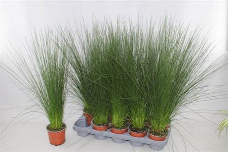 <h4>Juncus Penc Grass</h4>