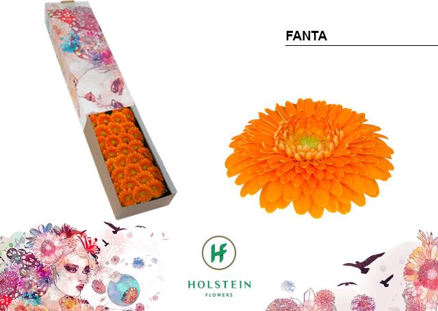 <h4>Germini Pomponi Fanta Doos</h4>