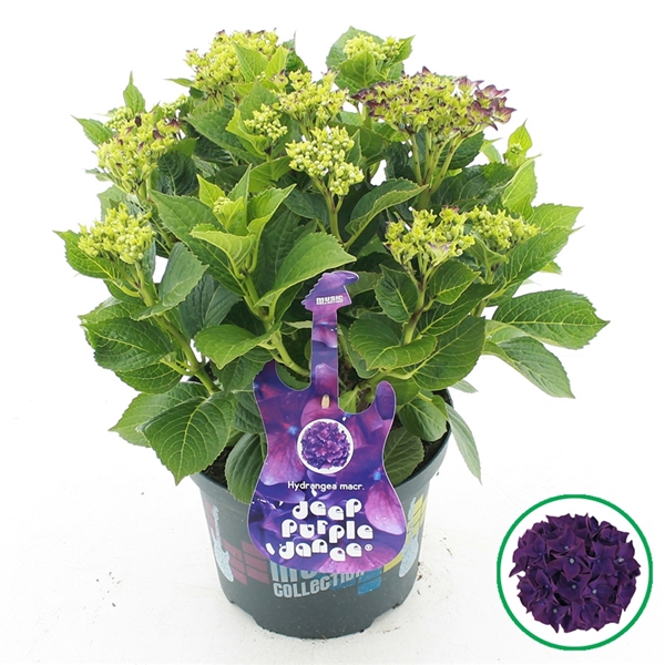 <h4>Hydrangea macr. Music Collection® 'Deep Purple Dance'® C5 (23cm.) Kn.</h4>