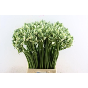 Ornithogalum Pilar