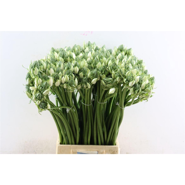 <h4>Ornithogalum Pilar</h4>