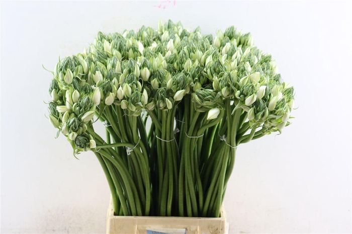 Ornithogalum Pilar