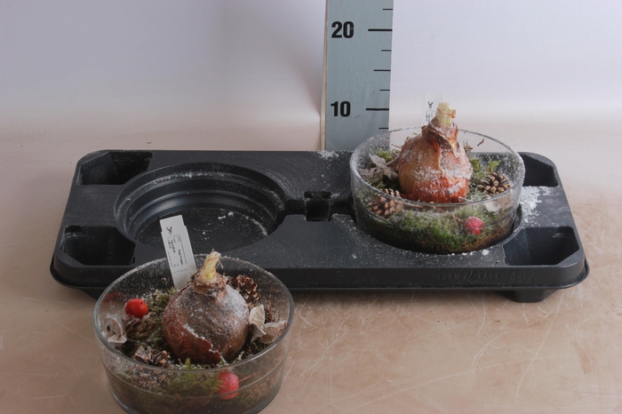 <h4>ARR HIPPEASTRUM</h4>