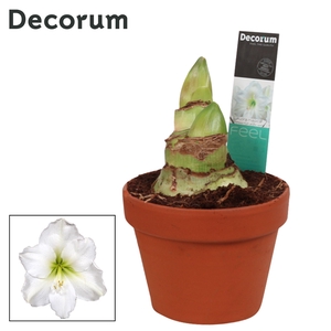 Amaryllis Arctic White 2 Knop Terracotta Steen OP (Decorum)