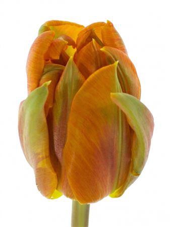 <h4>Tu Courtine Parrot Arancione</h4>