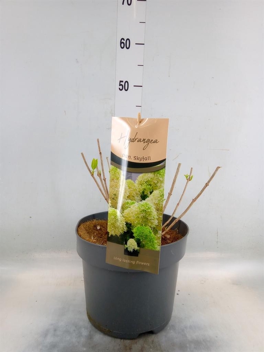 <h4>Hydrangea pan.</h4>