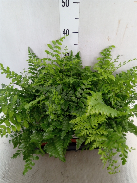 <h4>Asplenium parvati</h4>