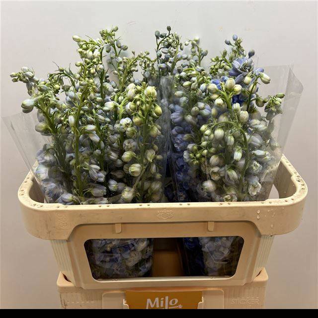 <h4>DELPH EN M SKY BLUE</h4>