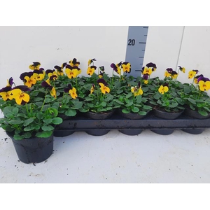 VIO CO EM YEL PU JUP