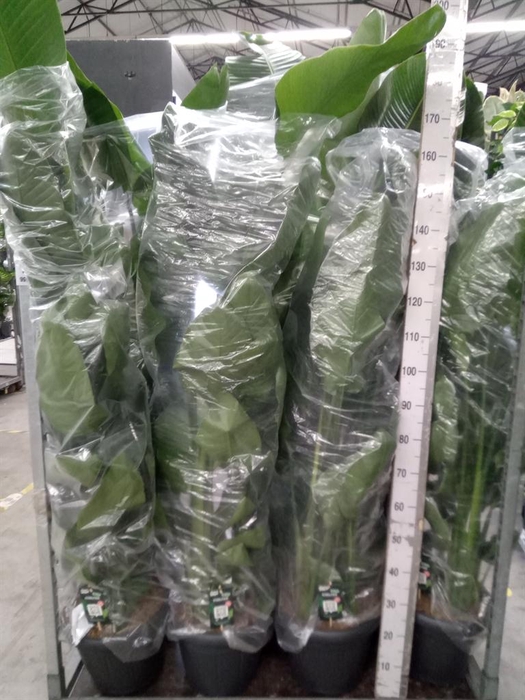 <h4>Strelitzia nicolai</h4>