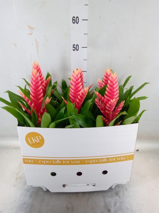 <h4>Vriesea  'Madonna'</h4>