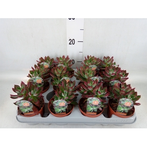 Echeveria pulvinata 'Devotion'