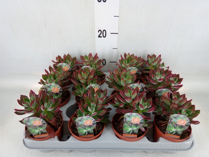 <h4>Echeveria pulvinata 'Devotion'</h4>