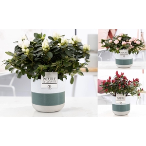 1st class Azalea mix in P&PURE Lauren ceramics