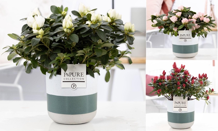 <h4>1st class Azalea mix in P&PURE Lauren ceramics</h4>