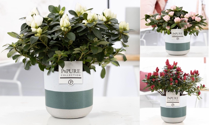 <h4>1st class Azalea mix in P&PURE Lauren ceramics</h4>