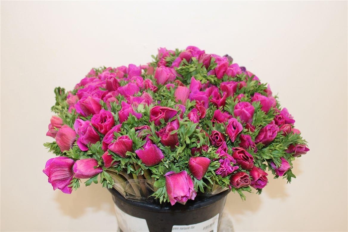 <h4>Anem Marianne Lilac</h4>