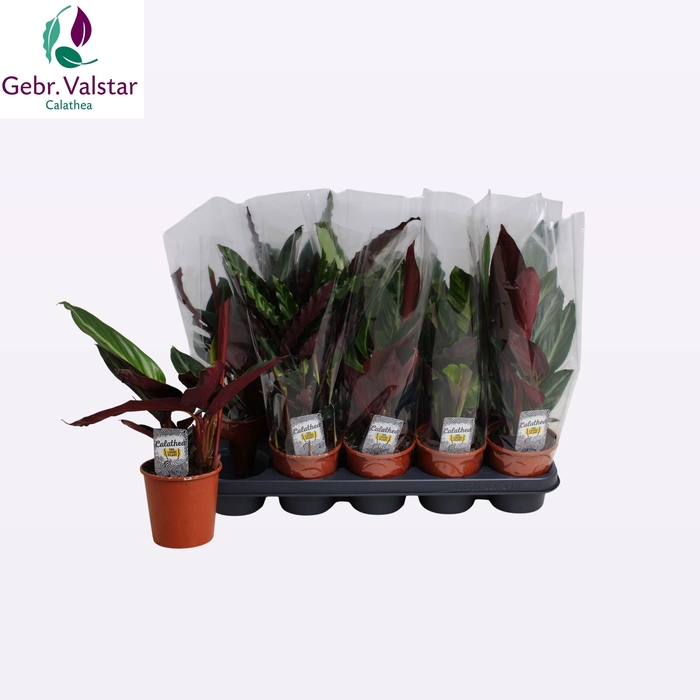 <h4>CALAT GEM 4 SRT</h4>