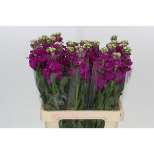 Matthiola Iron Cerise