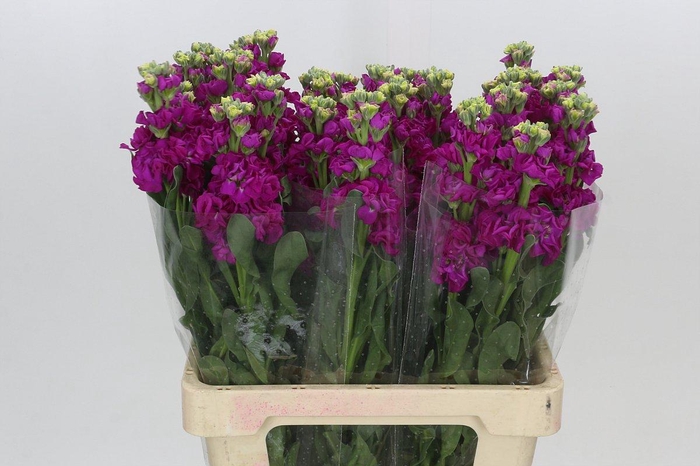 <h4>Matthiola Iron Cerise</h4>