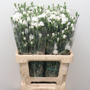 Di Tr Simply Snow White