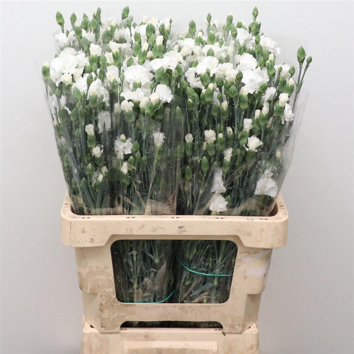 <h4>Di Tr Simply Snow White</h4>