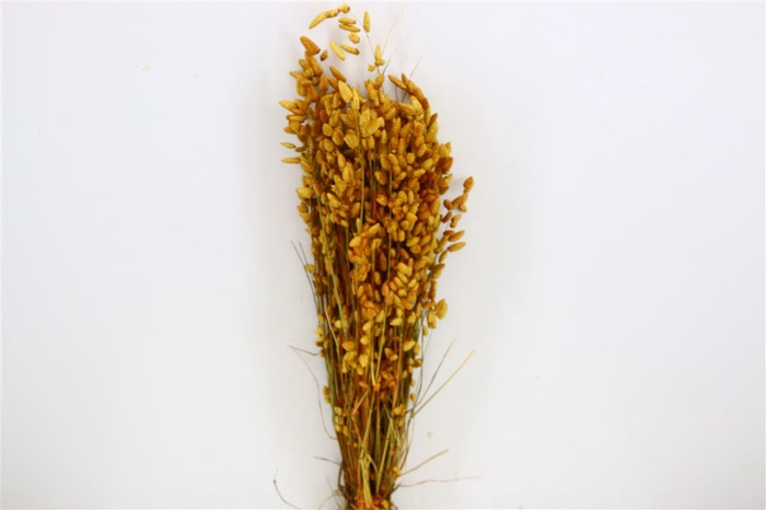 Dried Briza Maxima Yellow Bunch