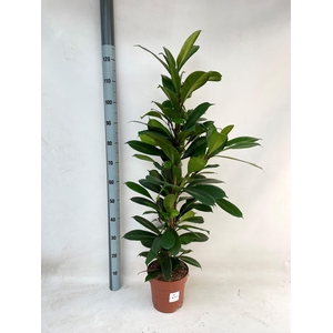 FICUS CYATHISTIPULA