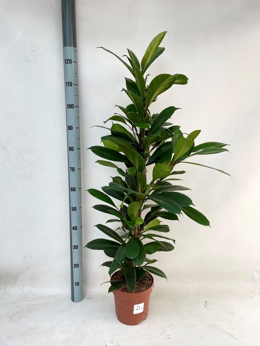 <h4>FICUS CYATHISTIPULA</h4>