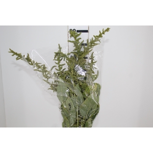 AMARANTHUS VERDE