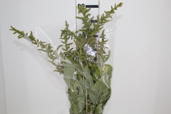 <h4>AMARANTHUS VERDE</h4>