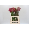 Nerine Mix