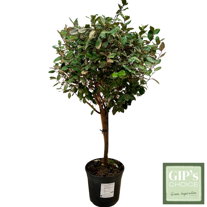 <h4>Elaeagnus ebbingei 1/4 Stem P30</h4>