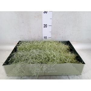 Tillandsia usneoides