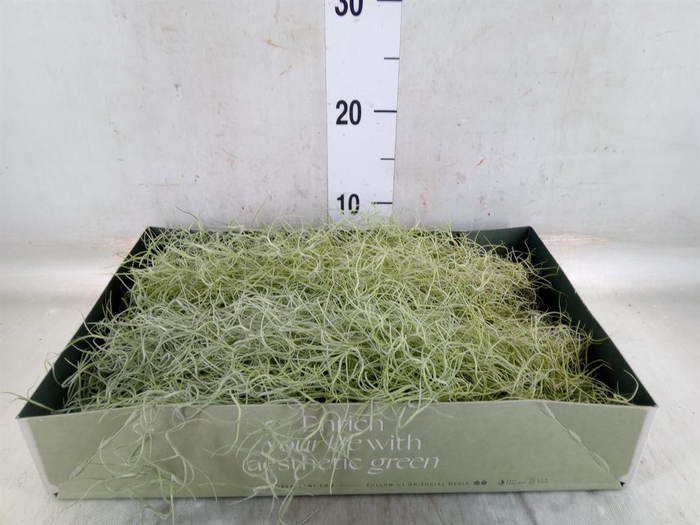 <h4>Tillandsia usneoides</h4>