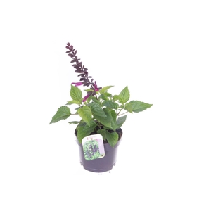 Salvia guaranitica Fuchsia