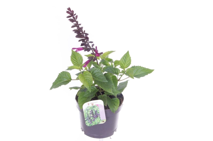<h4>Salvia guaranitica Fuchsia</h4>