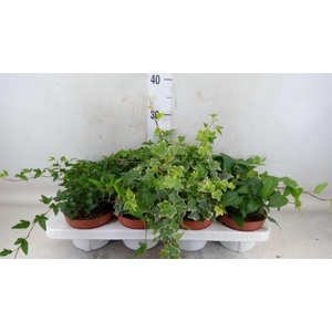 Hedera helix   ...mix 3