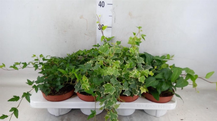 <h4>Hedera helix ...mix 3</h4>