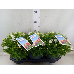 Campanula carp.