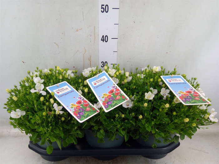 <h4>Campanula carp.</h4>